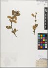 Foto von Salix myrsinifolia Salisb.